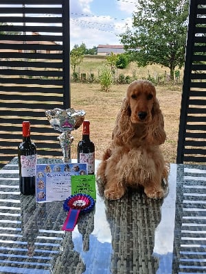 https://chiens-de-france.com/photo/chiens/2025_08/tn200/TN200_chiens-Cocker-Spaniel-Anglais-2c42c452-edd2-0484-a94d-0434da2ace34_min.jpg