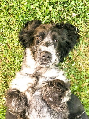 https://chiens-de-france.com/photo/chiens/2025_08/tn200/TN200_chiens-Cocker-Spaniel-Anglais-e3bdd4fd-0f61-db24-8d24-e879eed720bb_min.jpg