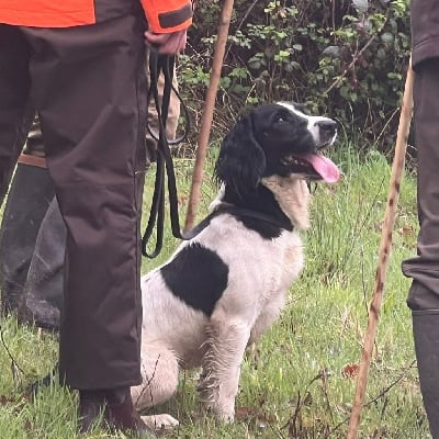 https://chiens-de-france.com/photo/chiens/2025_08/tn200/TN200_chiens-English-Springer-Spaniel-5a058508-b99c-28e4-a962-1152ae407d69_min.jpg