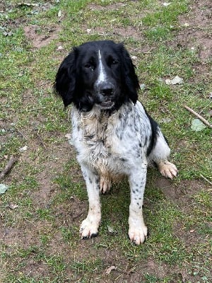 https://chiens-de-france.com/photo/chiens/2025_08/tn200/TN200_chiens-English-Springer-Spaniel-abb401bf-6cd4-b824-7d29-2006ea028adb_min.jpg