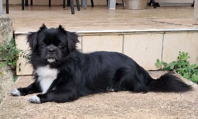 Vanitas dit vasco d'Elocera Parck