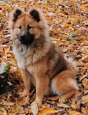 https://chiens-de-france.com/photo/chiens/2025_08/tn200/TN200_chiens-Eurasier-0a324477-d334-0474-6967-7dc6b9b3333a_min.jpg