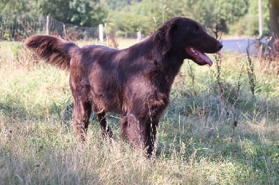 Bielsko red and black retriever