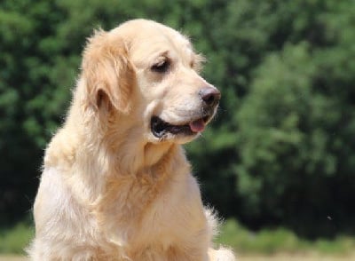 https://chiens-de-france.com/photo/chiens/2025_08/tn200/TN200_chiens-Golden-Retriever-195605a8-0026-f504-21ce-029aea9ab4b7_min.jpg
