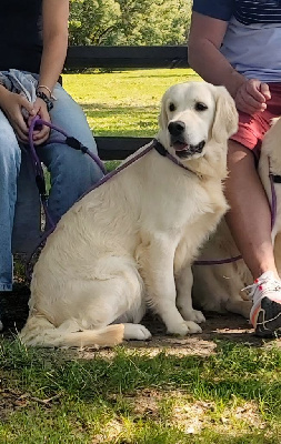https://chiens-de-france.com/photo/chiens/2025_08/tn200/TN200_chiens-Golden-Retriever-3e64fff9-3b2e-6e54-0dff-3971b41b754a_min.jpg