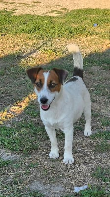 https://chiens-de-france.com/photo/chiens/2025_08/tn200/TN200_chiens-Jack-Russell-Terrier-17c9dee6-4ca0-a4c4-29d5-7b33f49eb9ba_min.jpg