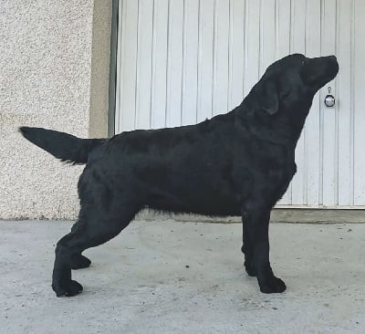 https://chiens-de-france.com/photo/chiens/2025_08/tn200/TN200_chiens-Labrador-Retriever-db88db4f-c5ea-7294-65b7-02b957552bf2_min.jpg