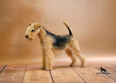 https://chiens-de-france.com/photo/chiens/2025_08/tn200/TN200_chiens-Lakeland-Terrier-7f27b3b8-2262-a5e4-c154-aee23d069439_min.jpg