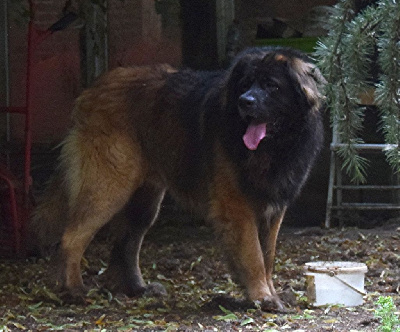 Serge-bastille Des Neiges de Chantelouve