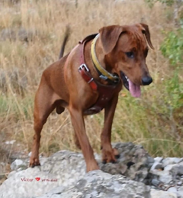 fire dreams Obelix victor