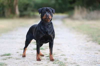https://chiens-de-france.com/photo/chiens/2025_08/tn200/TN200_chiens-Rottweiler-1be9d427-1f08-0f24-7928-2875246fe0a2_min.jpg