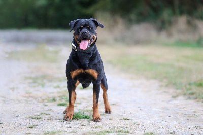 https://chiens-de-france.com/photo/chiens/2025_08/tn200/TN200_chiens-Rottweiler-3177ada3-3174-1a14-752f-6488351d00ac_min.jpg