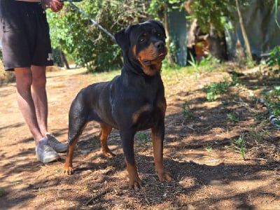 https://chiens-de-france.com/photo/chiens/2025_08/tn200/TN200_chiens-Rottweiler-bc679a57-bb29-3904-2d84-affcbcc74f62_min.jpg