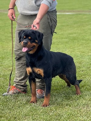 https://chiens-de-france.com/photo/chiens/2025_08/tn200/TN200_chiens-Rottweiler-f3905d6a-8fdb-17d4-45c6-85f7d7c4f43c_min.jpg