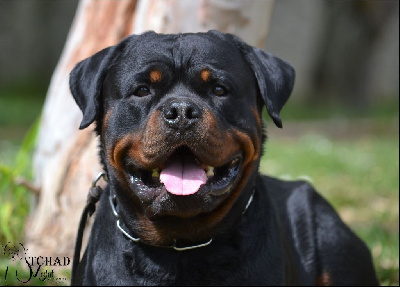 CH. Medal of Honor Tchad