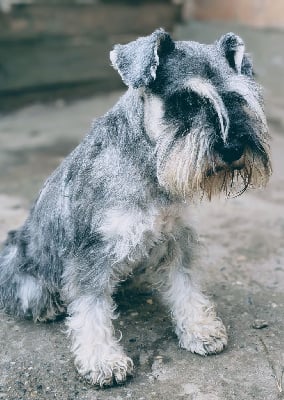 https://chiens-de-france.com/photo/chiens/2025_08/tn200/TN200_chiens-Schnauzer-miniature-95c8f4ed-4bc9-6cf4-5d5f-6dc01efa466c_min.jpg