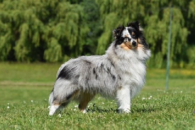 CH. lavika Little kraken