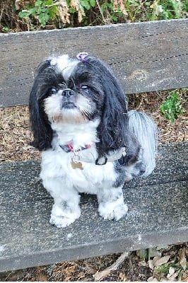 https://chiens-de-france.com/photo/chiens/2025_08/tn200/TN200_chiens-Shih-Tzu-7a0d55c4-f716-4d14-31d6-56083da33188_min.jpg
