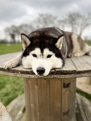 https://chiens-de-france.com/photo/chiens/2025_08/tn200/TN200_chiens-Siberian-Husky-9fe6eff2-28c5-2b84-f9cb-a479a4902749_min.jpg