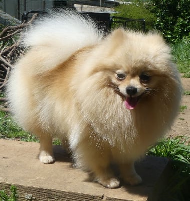 https://chiens-de-france.com/photo/chiens/2025_08/tn200/TN200_chiens-Spitz-allemand-9a4a4e73-b559-ce94-9d32-4e9959a4ec0a_min.jpg