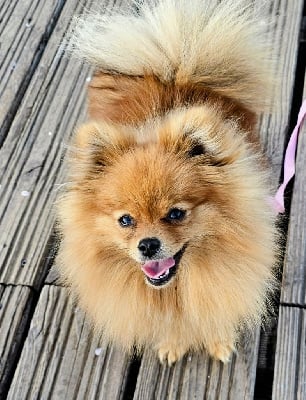 https://chiens-de-france.com/photo/chiens/2025_08/tn200/TN200_chiens-Spitz-allemand-e512e948-60dd-4734-a920-9627fee85a8a_min.jpg