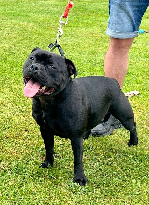 https://chiens-de-france.com/photo/chiens/2025_08/tn200/TN200_chiens-Staffordshire-Bull-Terrier-8cafad9f-e264-03f4-f9f8-ecbc532ea8cd_min.jpg