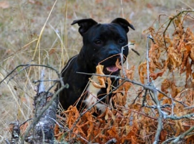 Killy'rena Victorious son of the king