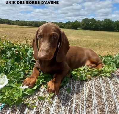 Unik des bords d'avene