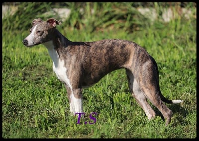 https://chiens-de-france.com/photo/chiens/2025_08/tn200/TN200_chiens-Whippet-4fd274ce-3d3c-a914-c98d-8c6f43f6d0ad_min.jpg