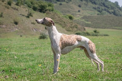Fast And Fancy Valiant gnocchi