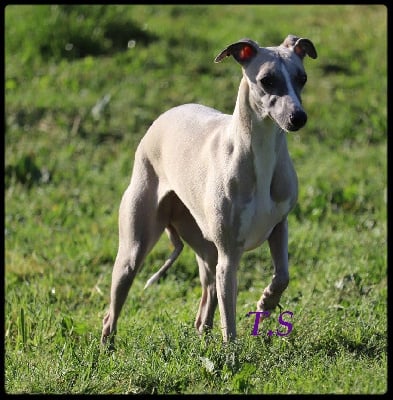 https://chiens-de-france.com/photo/chiens/2025_08/tn200/TN200_chiens-Whippet-80302b5e-3610-6354-693d-6c6190e8c823_min.jpg