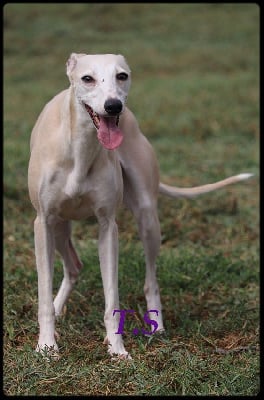 https://chiens-de-france.com/photo/chiens/2025_08/tn200/TN200_chiens-Whippet-85976c1c-3586-44b4-ad69-b39874455d7e_min.jpg