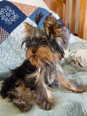 A'vivaldi de L'Adoree Peneloppe