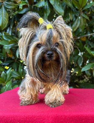 https://chiens-de-france.com/photo/chiens/2025_08/tn200/TN200_chiens-Yorkshire-Terrier-c36f5fb2-eee2-2ea4-ddc3-7f8cb458d31a_min.jpg