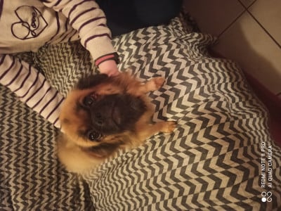 https://chiens-de-france.com/photo/chiens/2025_09/tn200/TN200_2025093015321168dbdbdb7da60.jpg