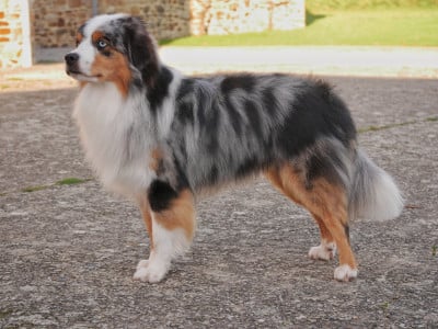 Ulf sipi cham D'Asubakatchin