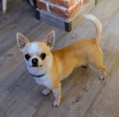 legado de lagos Veejim octavio