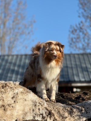 Tycup De Nemausus Austral