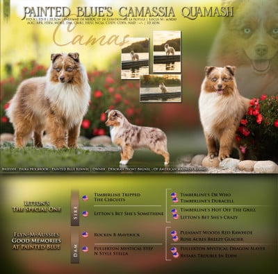 painted blue's Camassia quamash