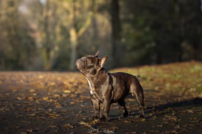 https://chiens-de-france.com/photo/chiens/2025_09/tn200/TN200_2026031823514969bb2c85f2e1c.jpg