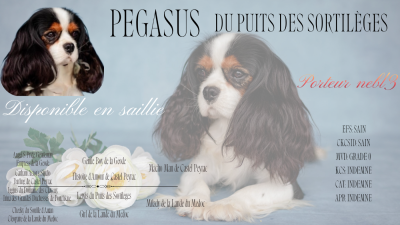 Pegasus Du puits des sortileges