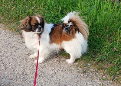 https://chiens-de-france.com/photo/chiens/2025_09/tn200/TN200_2026041813195269e368d85ff2b.jpg