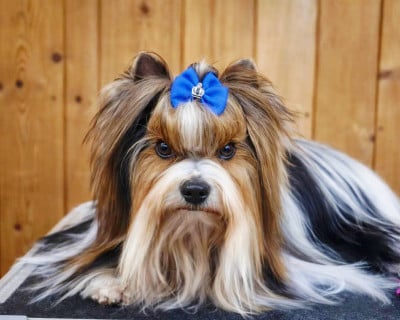 CH. white promiss Ami jovy