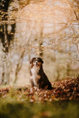 https://chiens-de-france.com/photo/chiens/2025_09/tn200/TN200_2026042616115669ee1d2c05938.jpg