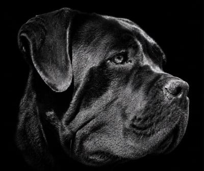https://chiens-de-france.com/photo/chiens/2025_09/tn200/TN200_202606081544456a26c74d9b0d0.jpg