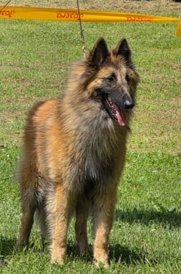 CH. Aragorn des Loups de la Tiarde