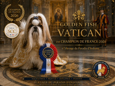CH. golden fish Golden fish Vatican