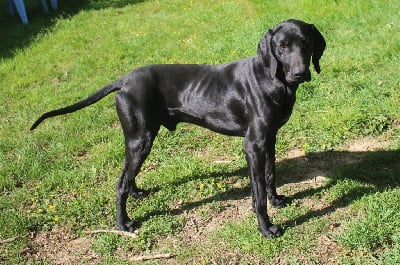 itstoomuch V for hulk dit viper