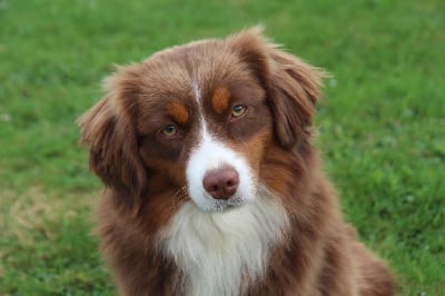 https://chiens-de-france.com/photo/chiens/2025_09/tn200/TN200_chiens--46ae9bb8-ccd6-9364-2d7c-49c89eb85b3b_min.jpg