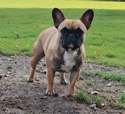 https://chiens-de-france.com/photo/chiens/2025_09/tn200/TN200_chiens--b5633bce-551e-ff34-393a-f30438c1879a_min.jpg